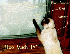 cat-and-dog2.jpg