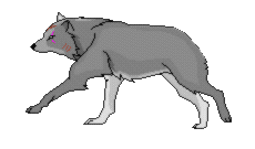 cat-and-dog2.jpg